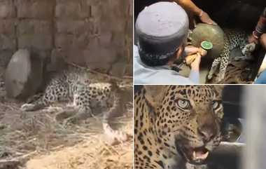 Leopard Stuck Into Vessel: எப்படி வந்து மாட்டிருக்கேன் பாத்திங்களா ஆண்டவரே.. பாத்திரத்தில் சிக்கித்தவித்த சிறுத்தை..!