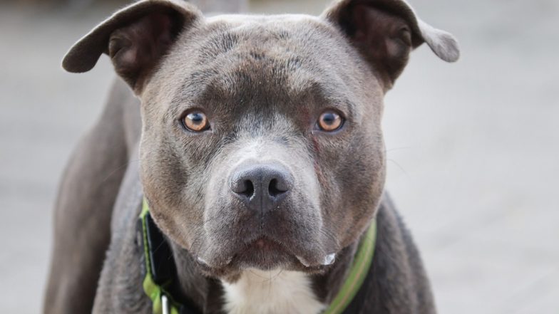 Delhi Pitbull Dog: 7 வயது சிறுமியை கடுமையாக தாக்கிய பிட்புல் நாய்; மருத்துவமனையில் சிகிச்சைக்காக அனுமதி.!