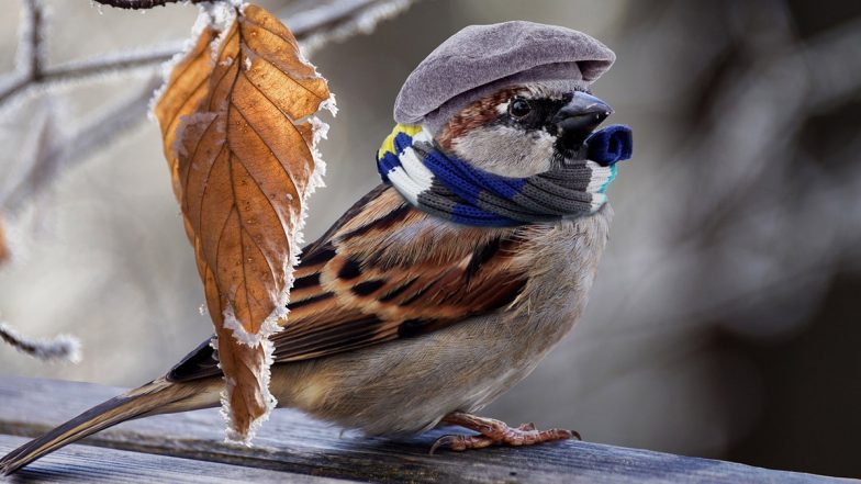 World Sparrow Day 2024: 
