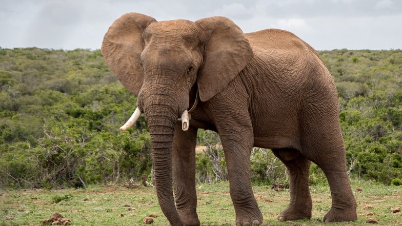 Wild Elephant Attacked: காட்டு யானை கொடூர தாக்குதல் - வாலிபர் மரணம்..!