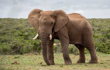 A Wild Elephant Chased Government Bus: அரசு பேருந்தை வழிமறித்த காட்டு யானை - அச்சத்தில் பயணிகள்..!