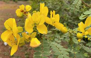 Aavaram Flower Recipe: ஆவாரம்பூ கூட்டு செய்வது எப்படி..? - விவரம் உள்ளே..!