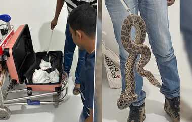 Anaconda Smuggling from Thailand: பெங்களூர் விமான நிலையத்தை பதறவைத்த இளைஞர்; 10 அனகோண்டா பாம்புகள் பறிமுதல்.!