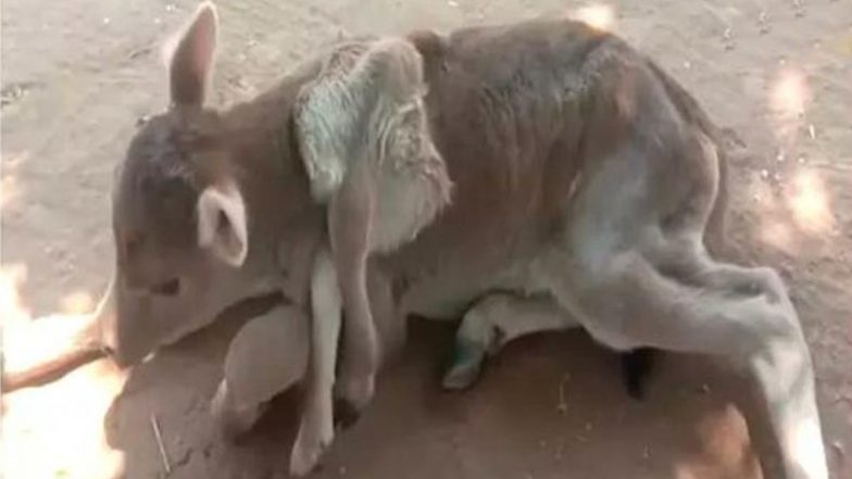 Calf Born With 6 Legs: ஆறு கால்களுடன் பிறந்த கன்றுக்குட்டி - அதிசயமாக பார்த்து சென்ற கிராம மக்கள்..!