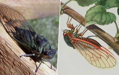 Cicada Insects: 221 ஆண்டுகளுக்கு பின் ஜாம்பி பூச்சிகள் படையெடுப்பில் சிக்கிய அமெரிக்கா; வியப்புடன் பதறவைக்கும் வினோதம்.!