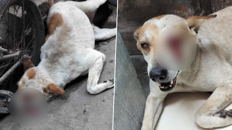 a Dog Beaten by Man: நாயின் கண்களில் இரும்பு ராடு செலுத்தி கொடூர தாக்குதல்; உயிருக்கு போராடும் நாய்.!