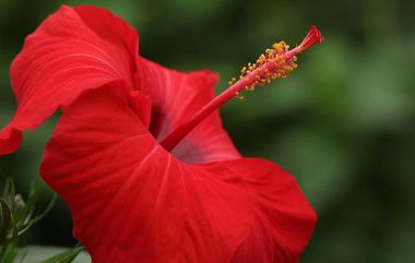 Medicinal Uses Of Hibiscus Flowers: செம்பருத்தியில் இவ்வளவு நன்மைகளா..? - விவரம் உள்ளே..!