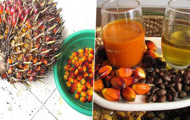 Palm Oil: சமையலுக்கு பாமாயில் பயன்படுத்துவது நல்லதா?.. மக்கள் தவிர்க்கும் காரணம் என்ன?..!