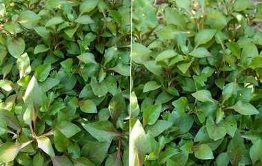 Benefits Of Ponnanganni Spinach:பொன்னாங்கண்ணி கீரையில் இவ்வளவு சத்துக்கள் உள்ளனவா..! விவரம் இதோ..!