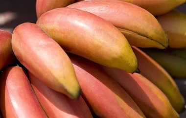 Benefits Of Red Banana: தொற்று நோய் கிருமிகளை அழிக்கும் செவ்வாழைப்பழம்..! விவரம் இதோ..!