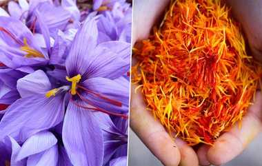 Benefits Of Saffron: கர்ப்பிணி பெண்களுக்கு அதிக பயன் தரும் குங்குமப் பூவின் நன்மைகள்..!