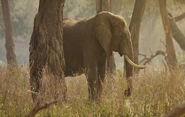 Wild Elephant Into The Well: கிணற்றில் தவறி விழுந்த காட்டு யானை; மீட்புப் பணிகள் தீவிரம்..! - வனத்துறை அதிகாரி தகவல்..!